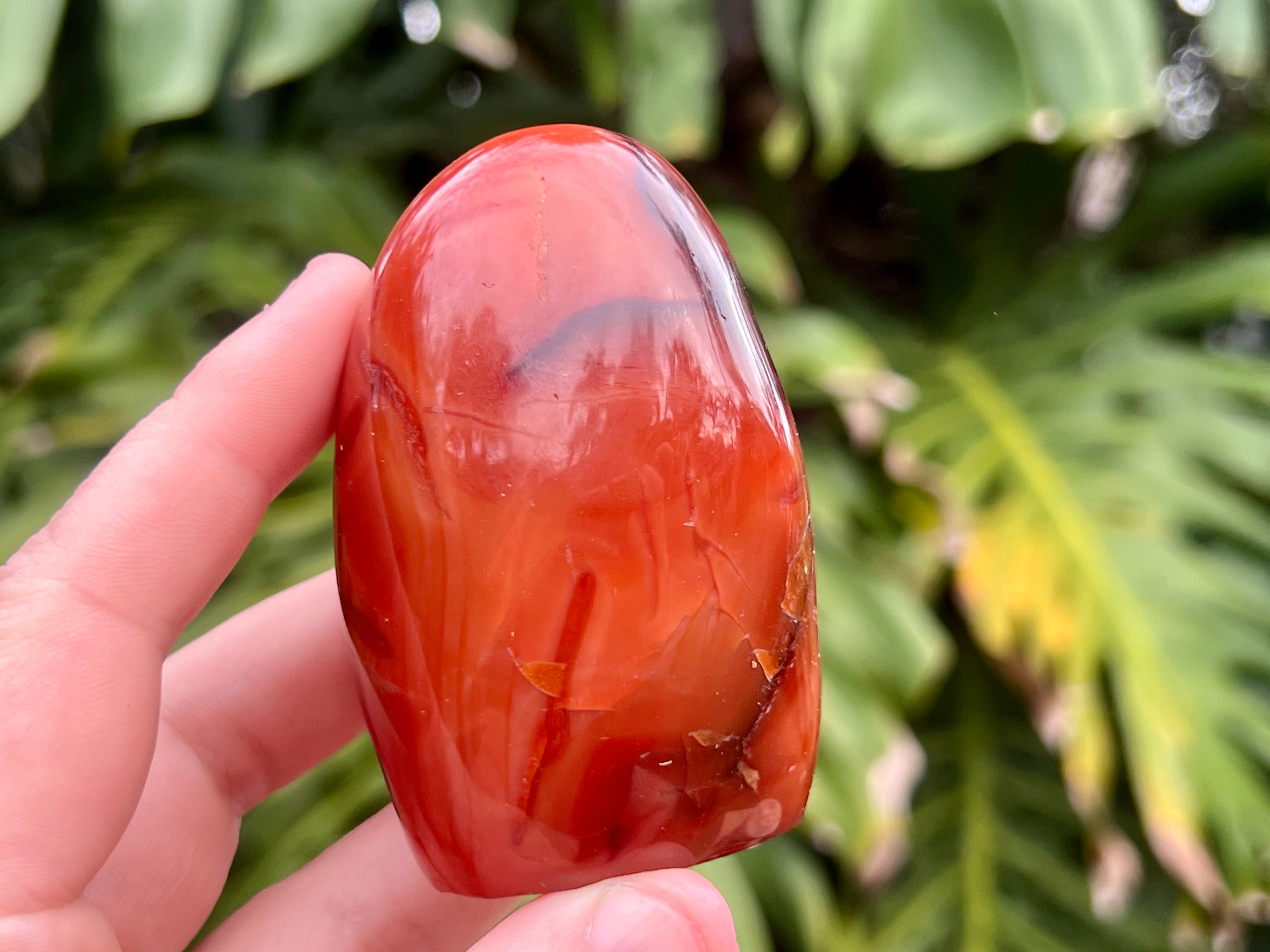 Carnelian freeform with rich orange and red swirls, polished to a glossy finish, radiating warmth, vitality, and creative energy. This photo is me holding the freeform to show the size 