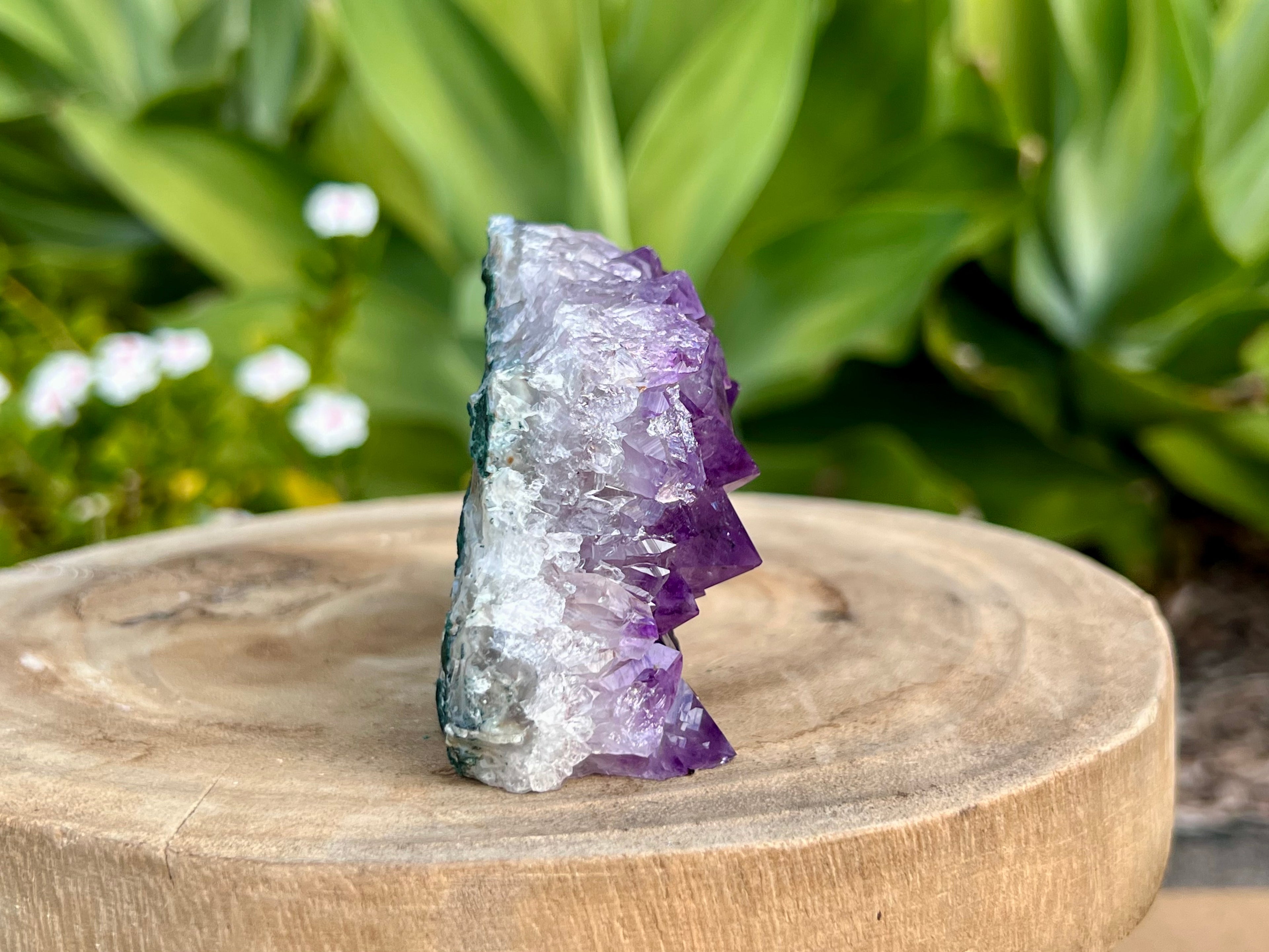 Amethyst cluster with chunky points. amethyst for spiritual protection and intuition. Natural Crystal Cluster. This is a side view showing the beautiful band of white quartz before the beautiful purple amethyst points 