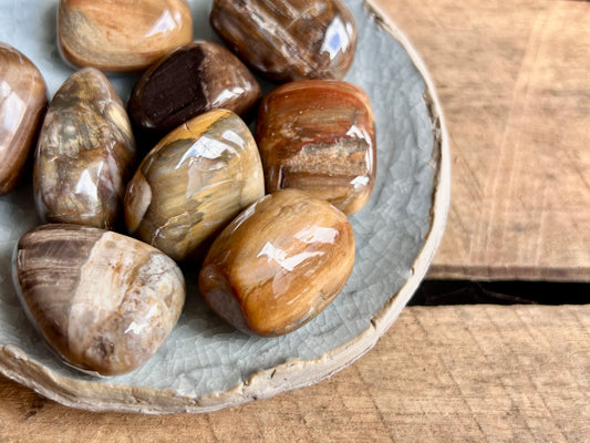 Petrified Wood Tumbled Stones