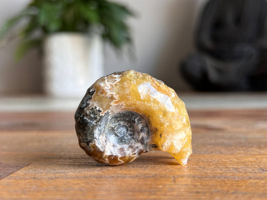 Ram Horn Ammonite Fossil