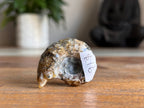 Ram Horn Ammonite Fossil