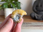 Ram Horn Ammonite Fossil