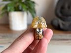 Ram Horn Ammonite Fossil