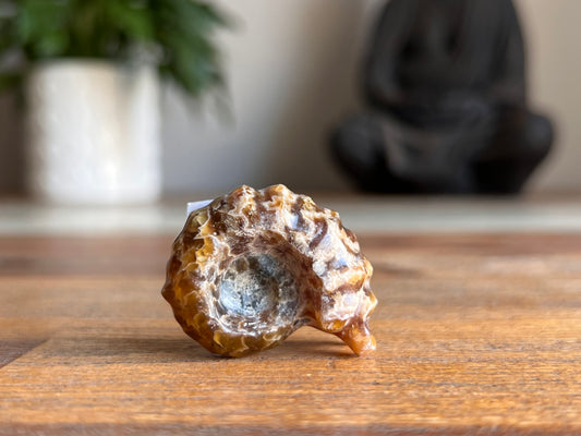Ram Horn Ammonite Fossil