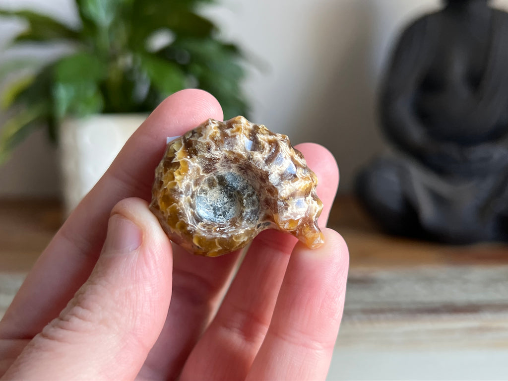 Ram Horn Ammonite Fossil