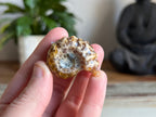 Ram Horn Ammonite Fossil