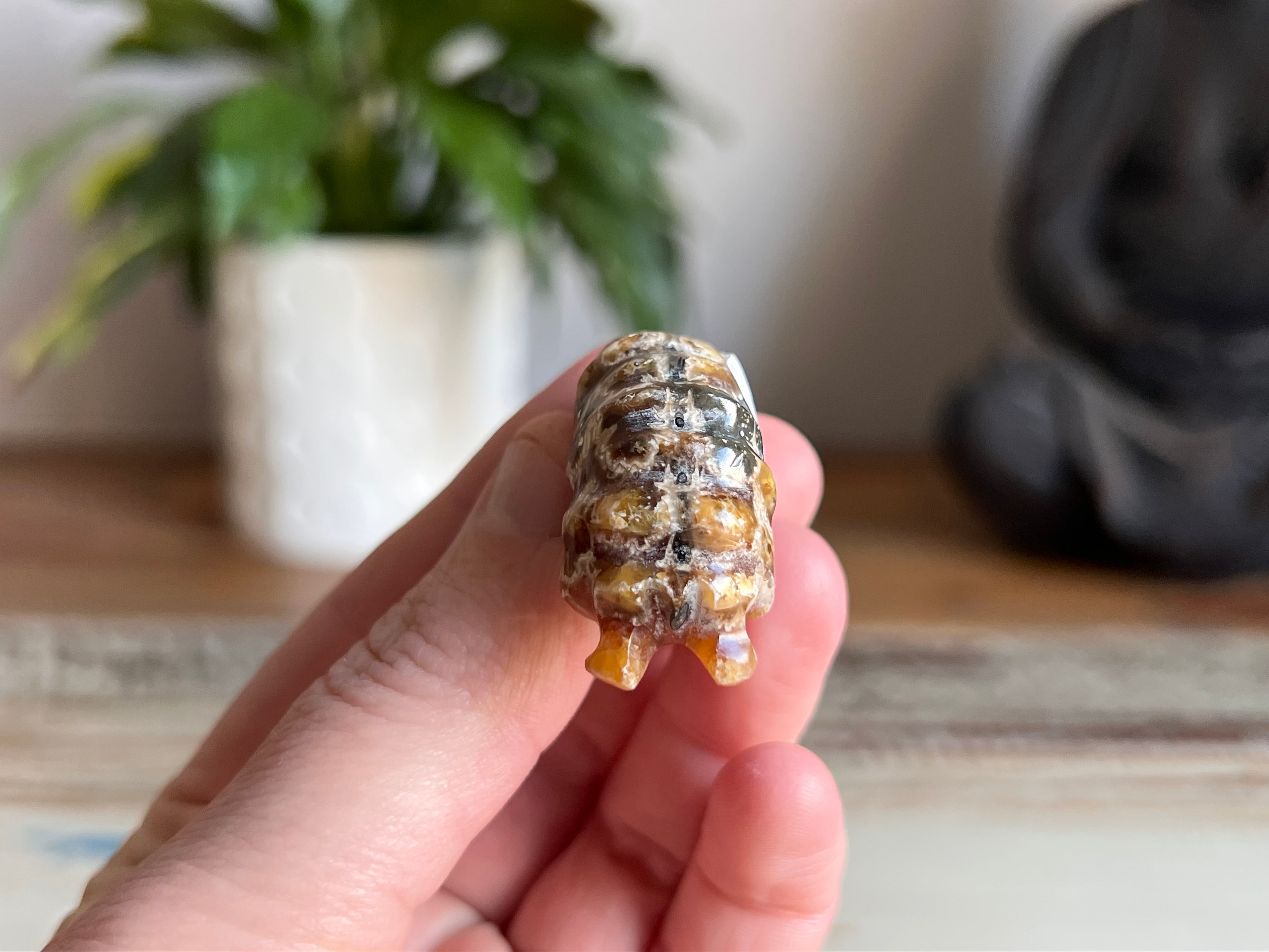 Ram Horn Ammonite Fossil
