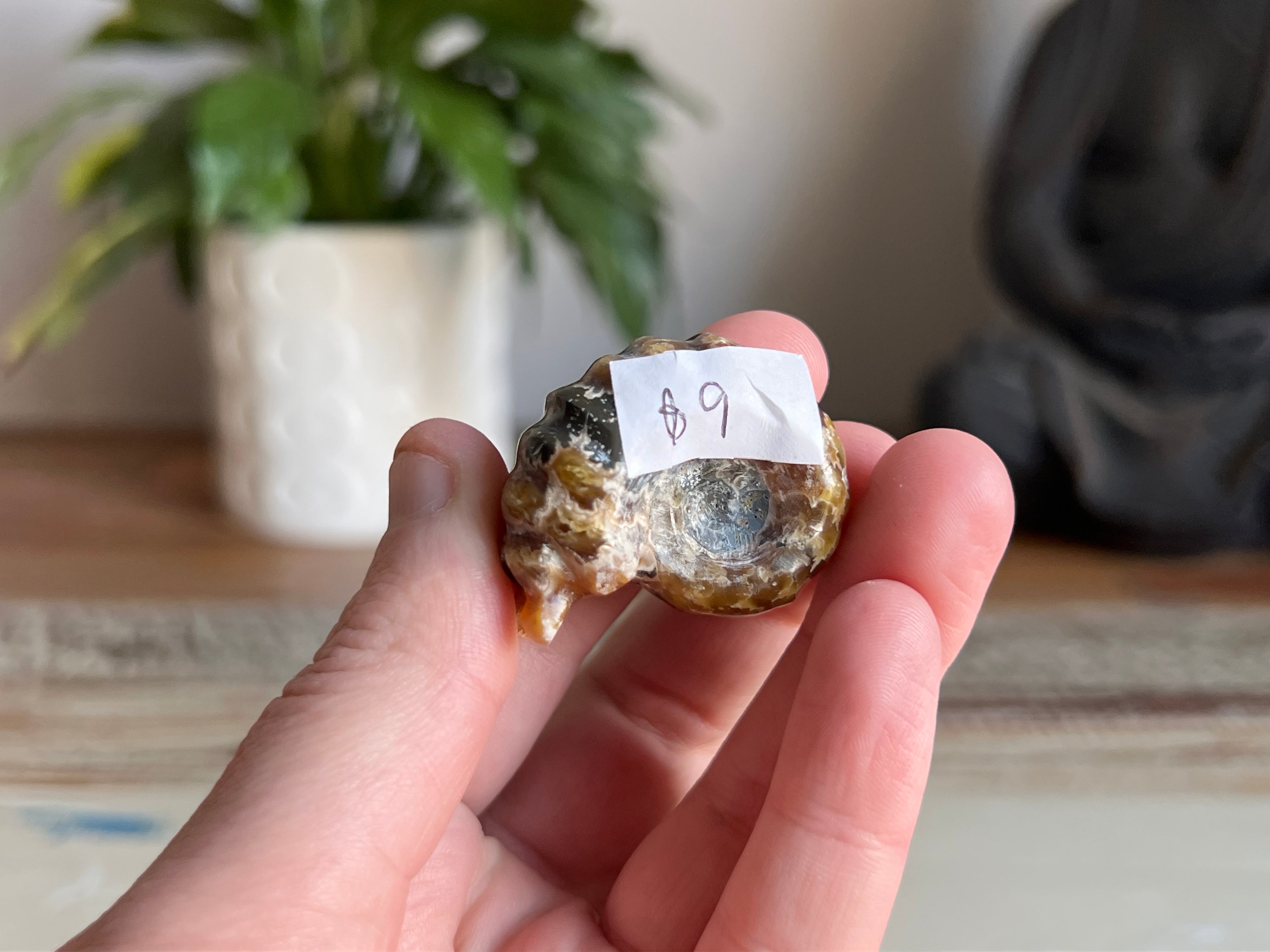 Ram Horn Ammonite Fossil