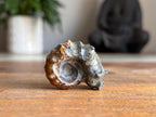 Ram Horn Ammonite Fossil