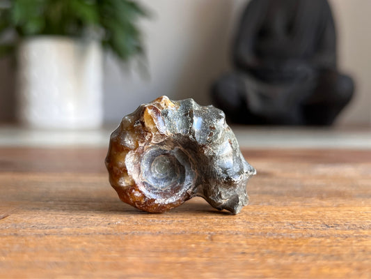 Ram Horn Ammonite Fossil