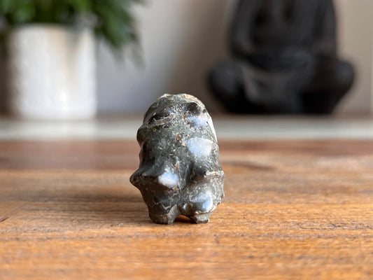 Ram Horn Ammonite Fossil