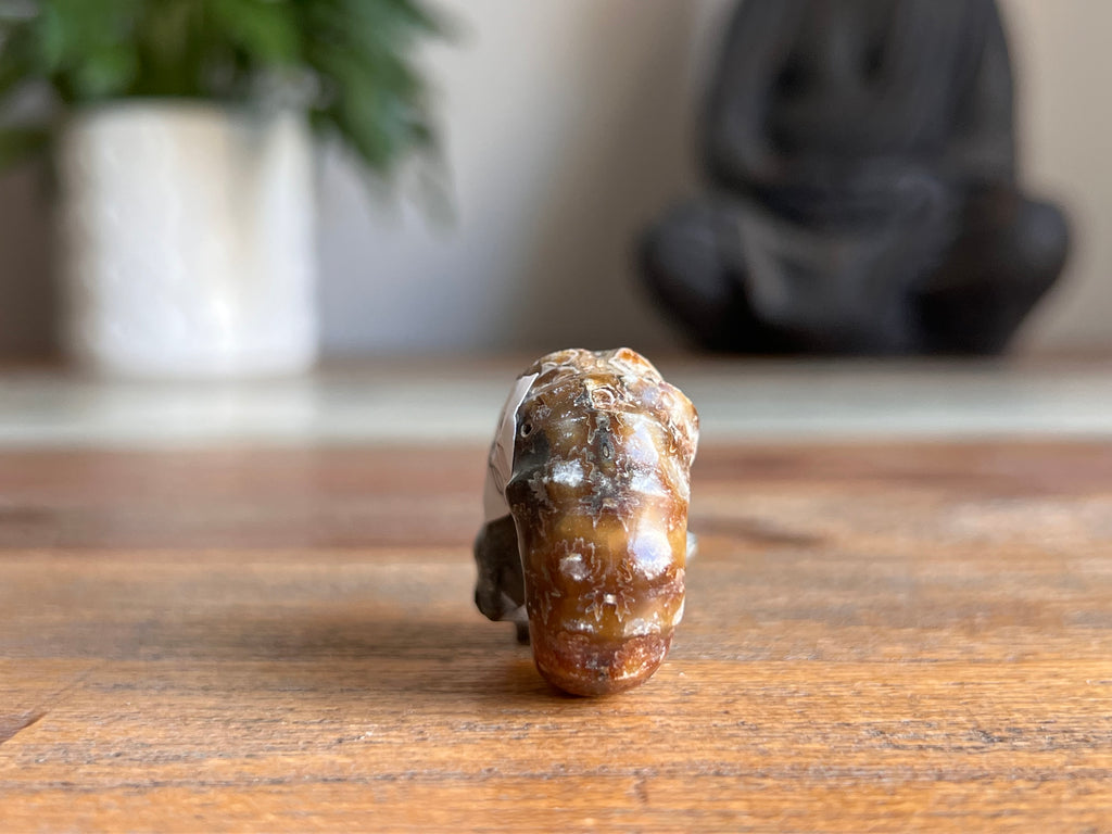 Ram Horn Ammonite Fossil