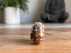 Ram Horn Ammonite Fossil