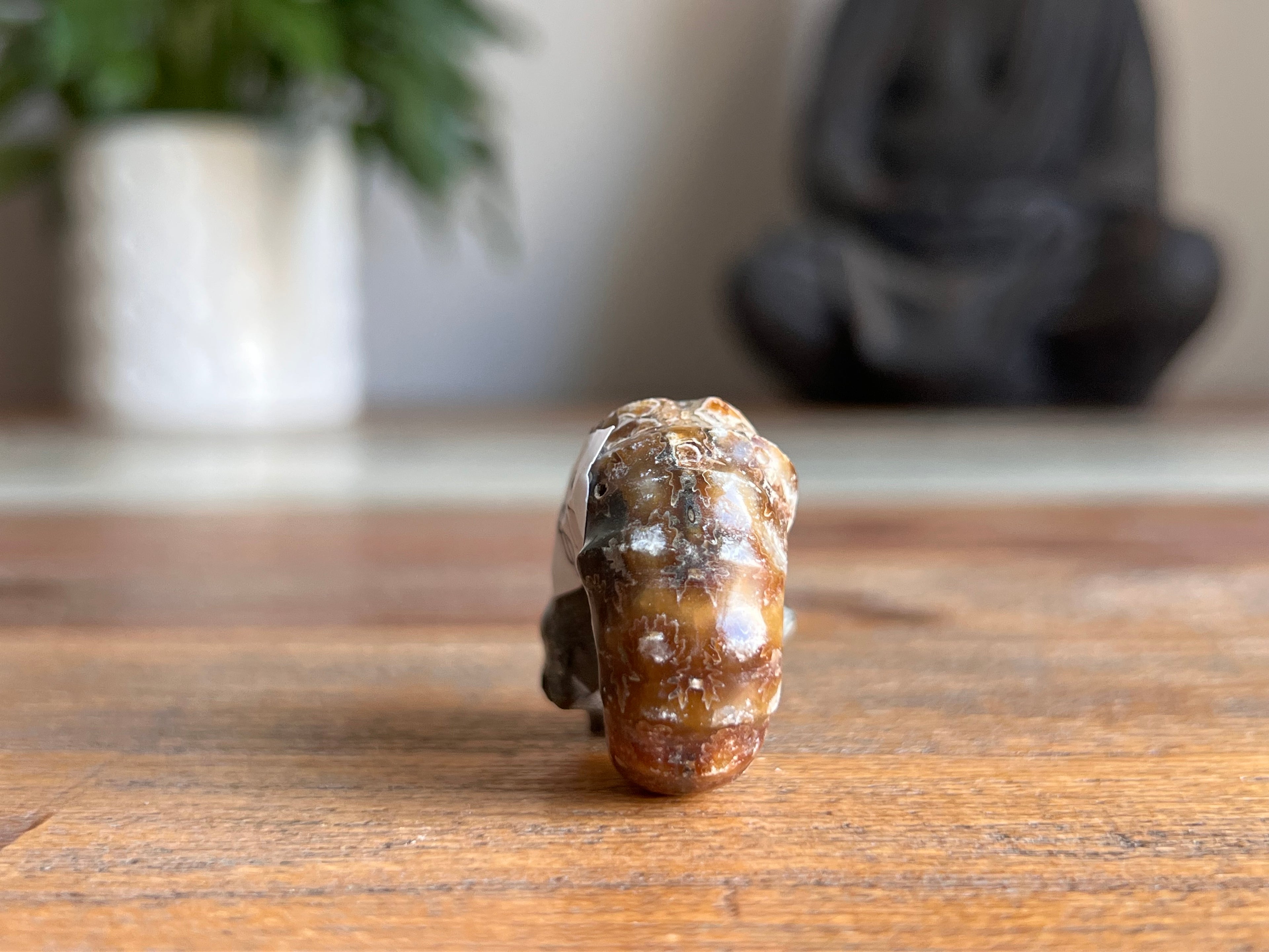 Ram Horn Ammonite Fossil