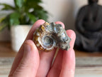 Ram Horn Ammonite Fossil