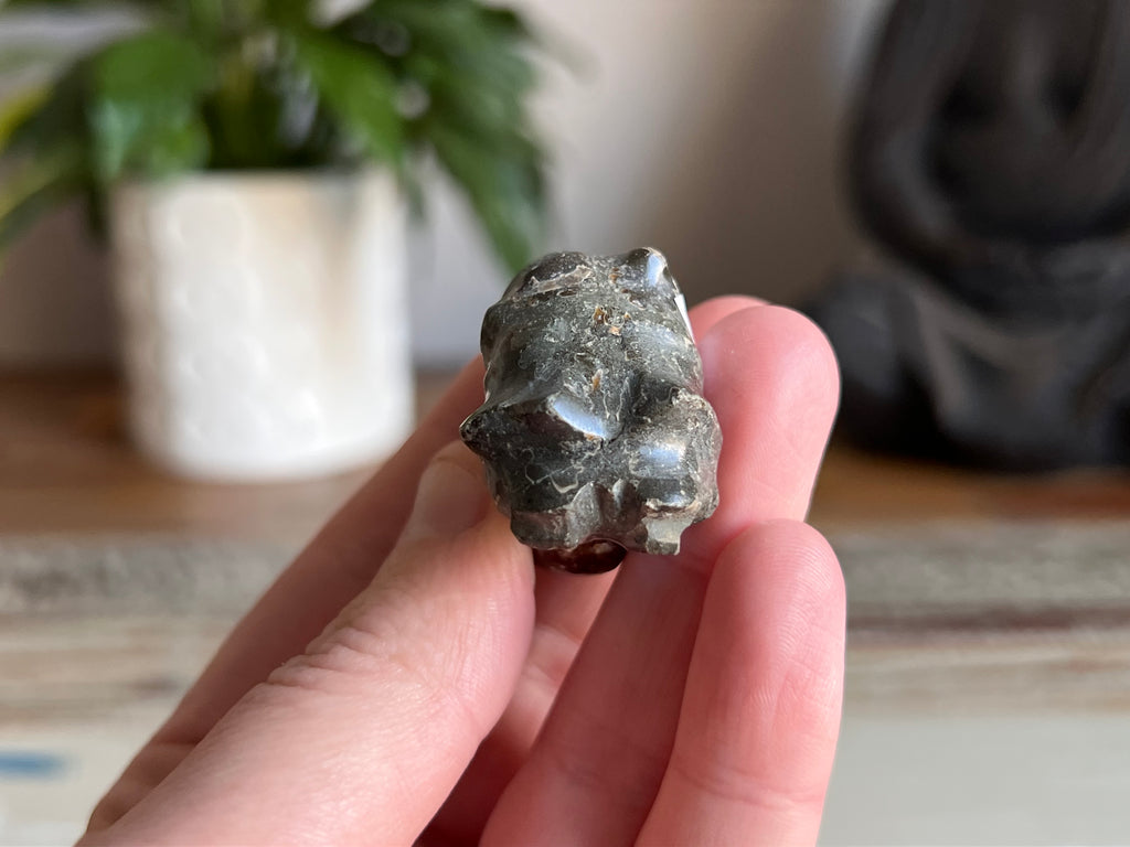Ram Horn Ammonite Fossil