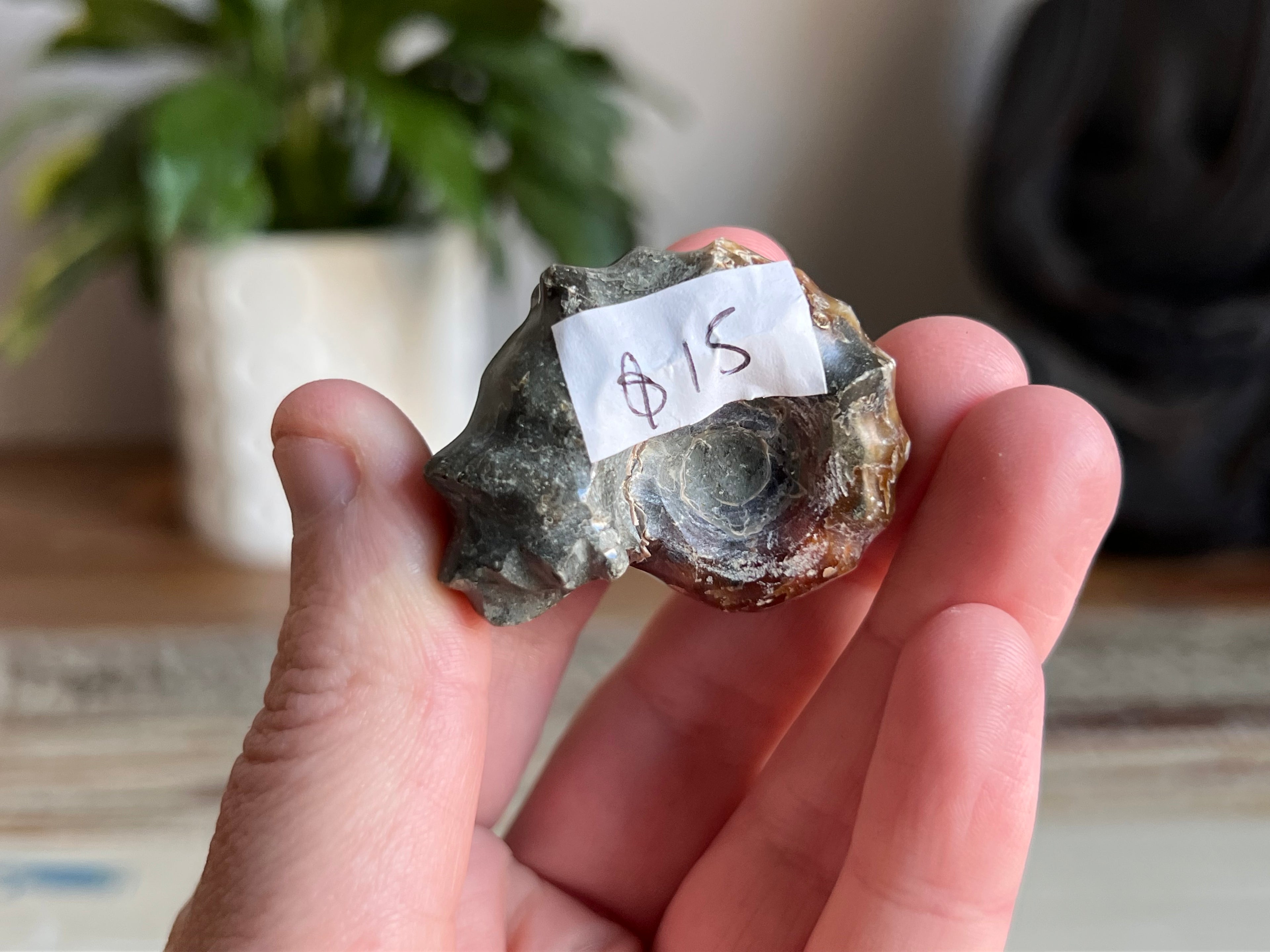 Ram Horn Ammonite Fossil